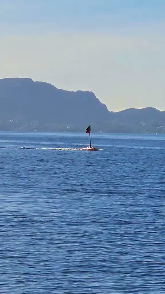 Utsikt fra båten over fjorden mot fjellene, med en sjømerkestang i vannet